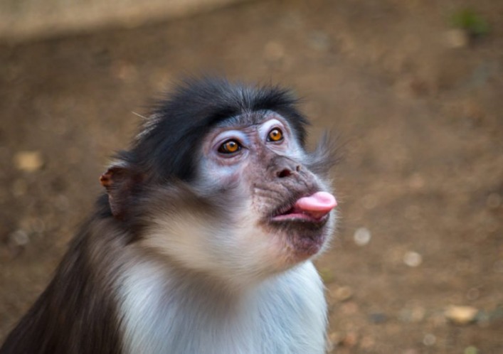 monkey x pill
