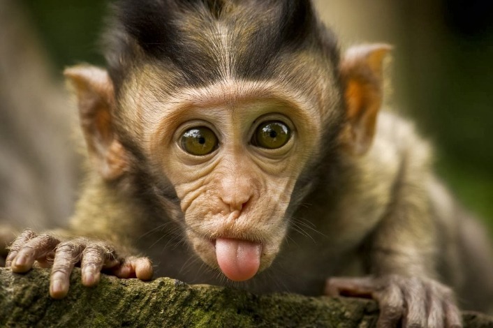 monkey x pill