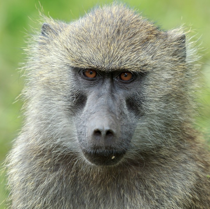 monkey xtc pill