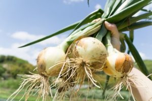 onions links