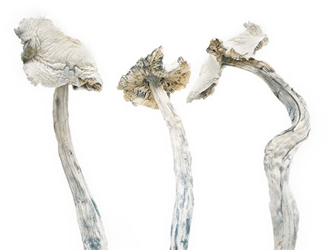 dark net market list reddit