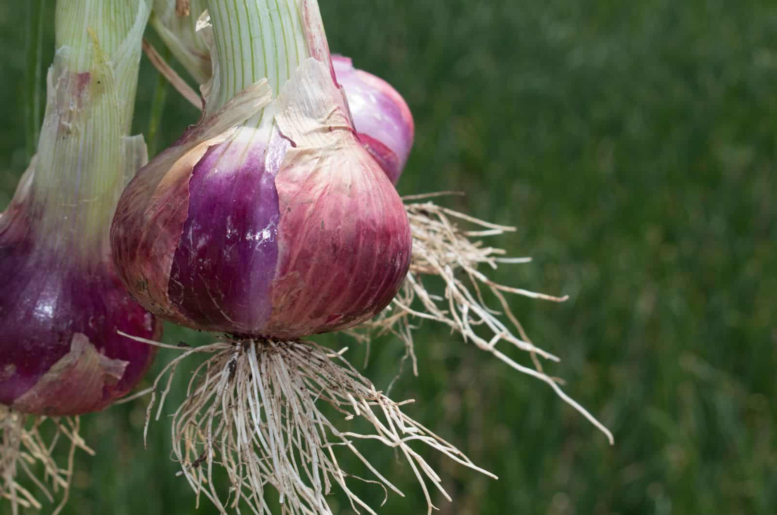 onion link reddit